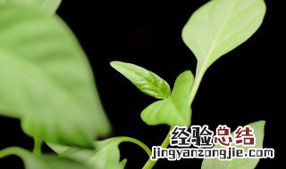 睡房养什么植物好 睡房养什么植物推荐