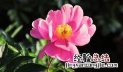 为什么家里不能养芍药花 为什么家里不能养芍药花花