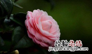 茶花寓意是什么风水 茶花寓意