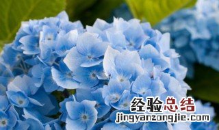 绣球花调蓝啥时候开始调 绣球花调蓝用什么