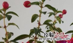 花像小灯笼的绿植叫什么 花像小灯笼的绿植叫什么花