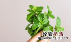 水养薄荷怎么养才茂盛 薄荷怎么养的茂盛