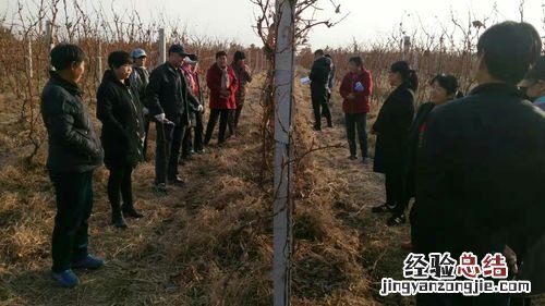 北方葡萄树冬天怎么保暖,零下几度埋土