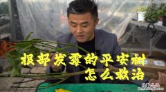 平安树受冻如何救治