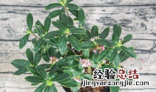 金边瑞香花谢后怎么处理视频 金边瑞香花谢后怎么处理