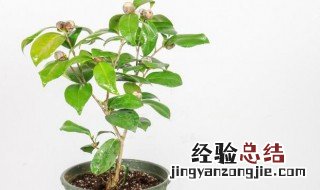 茶花叶子发黄干枯怎么办 茶花叶子发黄干枯怎么治