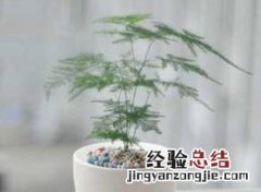 家庭花卉盆栽文竹的养护方法