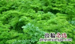 欧芹的正确用法是什么 欧芹的正确用法介绍