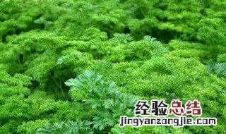 欧芹的正确用法是什么 欧芹的正确用法介绍