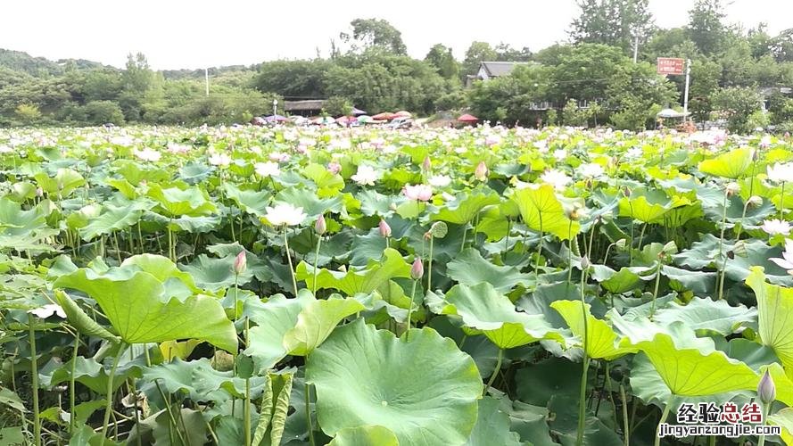 莲叶何田田的田田是指什么意思