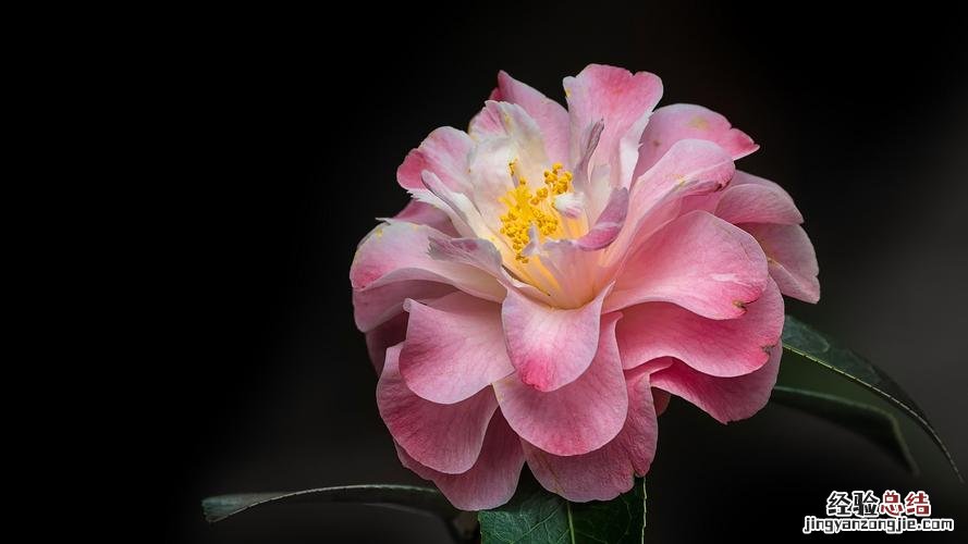 记住这5点，茶花疯狂冒花苞，开花碗口大！