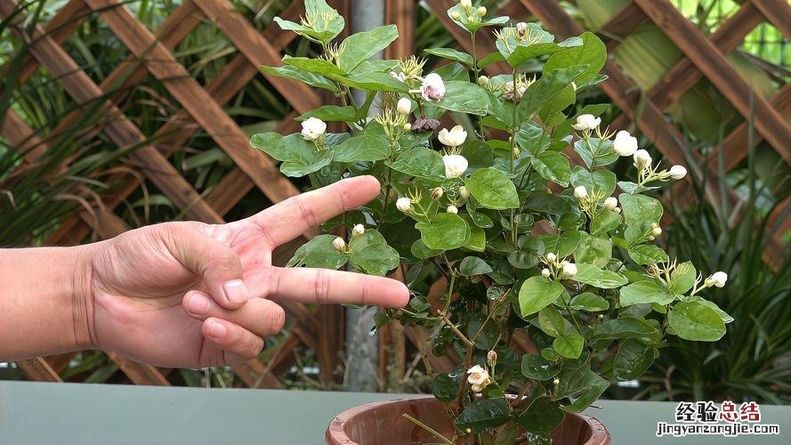 盆栽茉莉花怎么养,茉莉花需要修剪吗