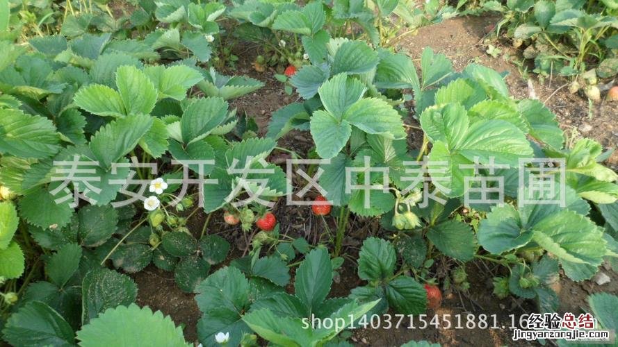 草莓什么时候结果