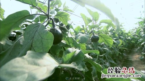 「阳台种菜视频」茄子