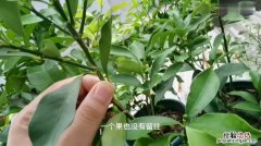 芒果盆栽种植方法