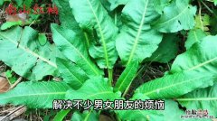 野菠菜和普通菠菜的区别