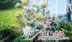 空气凤梨是热带植物吗 空气凤梨是什么植物