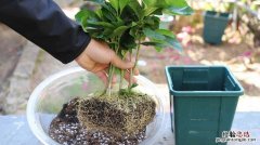 栀子花水培最佳时间