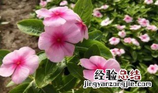 长春花用种子怎么种 长春花怎么收种子