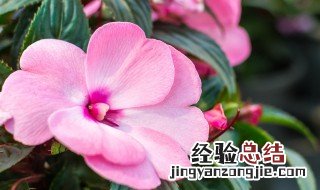 凤仙花要什么样的土 凤仙花适宜什么样的土