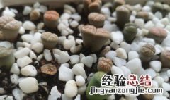 石生花长得高了怎么办 生石花长得很高怎么办