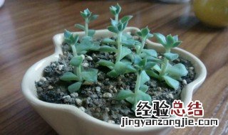 多肉小苗怎么移植 怎样移植多肉小苗