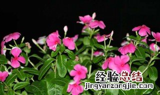 怎么辨别长春花与凤仙花 凤仙花的花长什么样