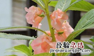 凤仙花那个季节开花 凤仙花开在什么季节