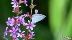 鲜花盛开蝴蝶自来是什么意思