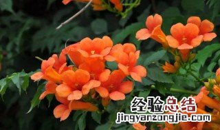 美国凌霄花的种植方法 美国凌霄花的种植方法和技术