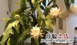 昙花叶片上长根怎么处理 昙花叶片上长根须