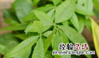 发财树怎么施肥 发财树施肥方法