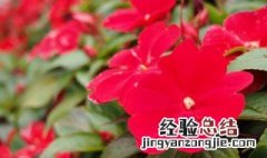 凤仙花怎么种 凤仙花种植方法介绍