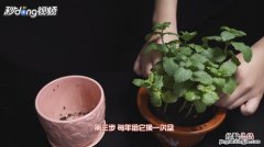 苹果薄荷怎么养长得好