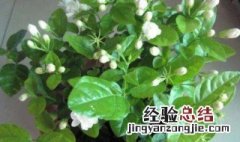 茉莉花多长时间浇一次水合适 茉莉花多长时间浇一次水