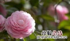 无花果不开花就结果是真的吗 什么花不结果