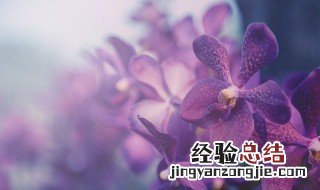 兰花一般什么时间浇水 兰花什么时候需要浇水