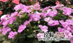 凤仙花的栽培养护方法 盆栽凤仙花的养殖方法