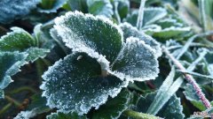 降霜下雪也能开花，这些植物太强悍