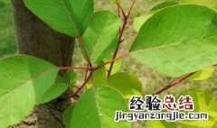 黄栌的栽植方法 黄栌的栽植方法图片