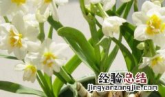 水仙花怎么养要多长时间才能开花呀 水仙花怎么养要多长时间才能开花