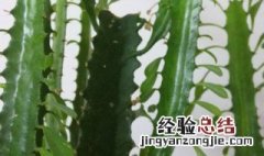 龙骨什么时候浇一次水 龙骨怎么养多长时间浇一次水