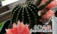 仙人球养多长时间会开花 仙人球养多长时间能开花