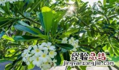 金钱树开花能开多长时间 金钱树多长时间开一次花花期多久