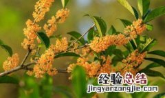 桂花开花时长什么样 什么桂花开花的时间最长