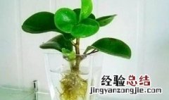 非洲茉莉怎么培育根 非洲茉莉水培生根方法