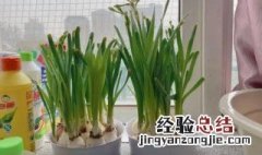 水仙花怎么开的时间长 如何能把水仙花开得时间更长