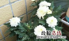 千头菊怎样过冬 千头菊怎么过冬