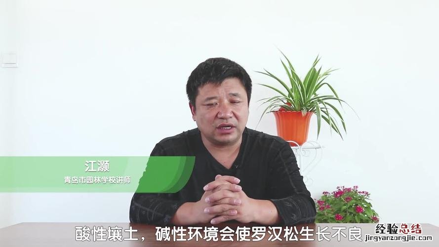 罗汉松的养殖方法