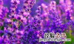 什么植物驱蚊 驱蚊的植物介绍